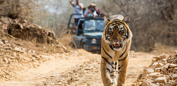 Bandhavgarh National Park