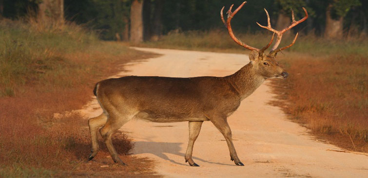 Bhoorasingh - The Barasingha