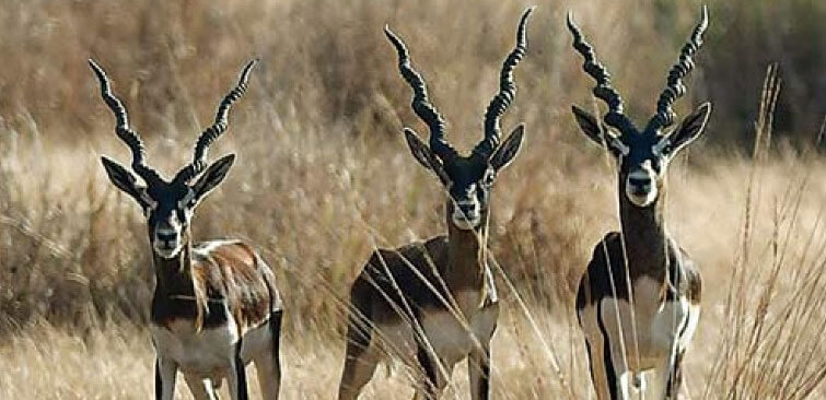 Blackbuck Kanha National Park