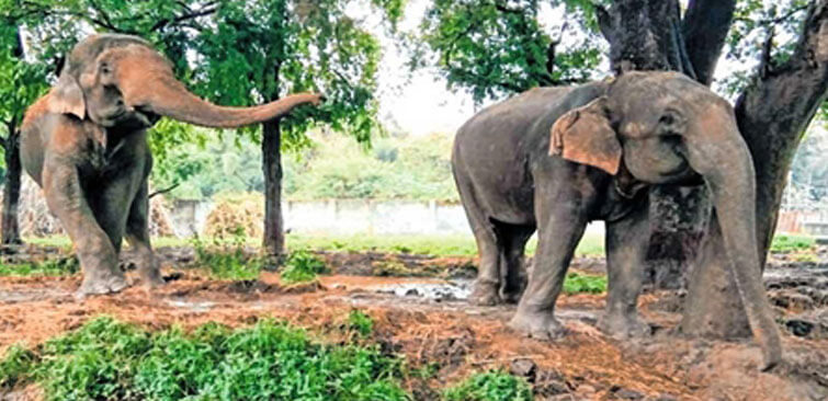 Female Elephant Laxmi - KNP