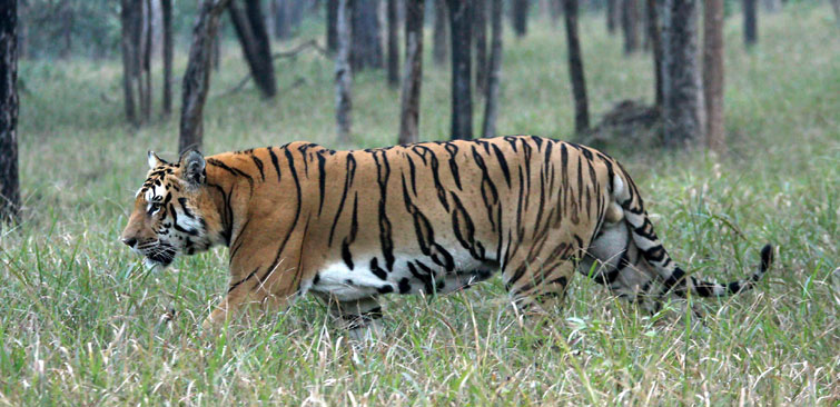 Panna National Park