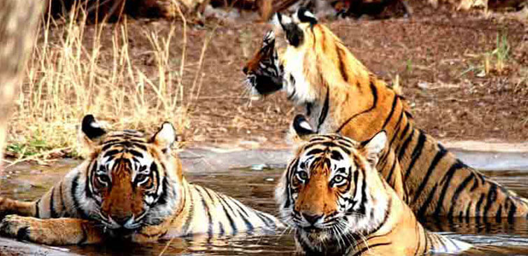 Top Places to See near Kanha National Park