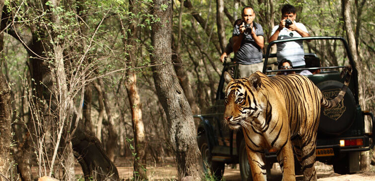 safari timings in kanha