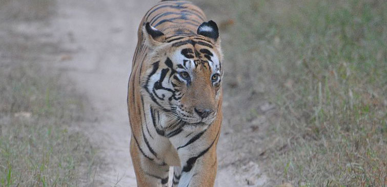 Tiger Munna Kanha