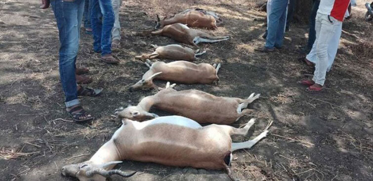 Deers Died Due to Heat