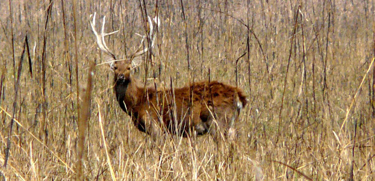 Swamp Deer