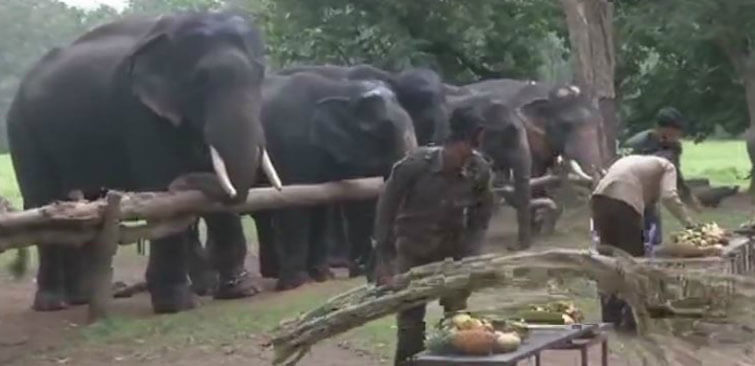 Elephants Picnic Kanha