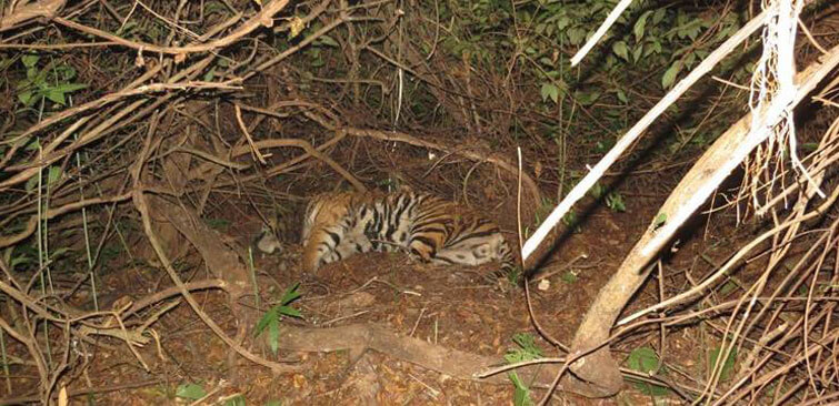 satkosia tiger dead