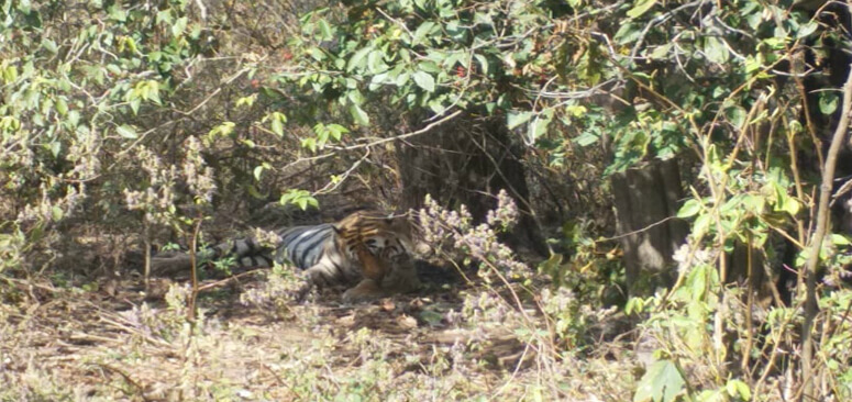 tiger killed and eaten