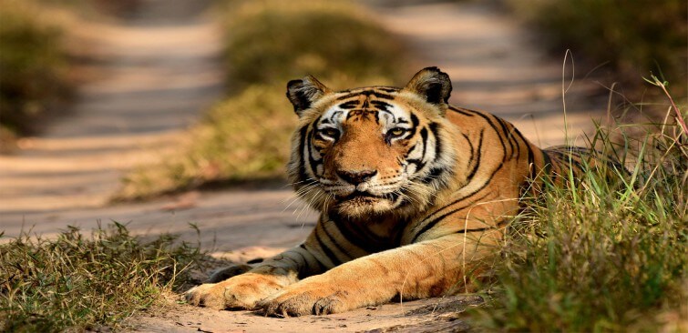 Munna tiger