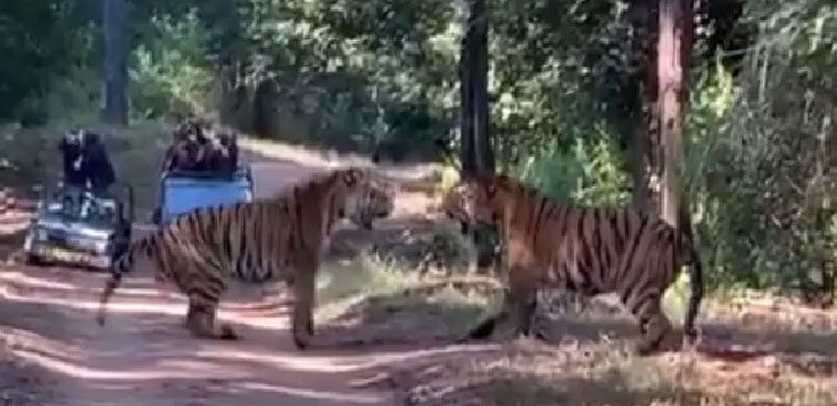 Do Tigers also fight for their territories? Siberian tigers are fighting with each other