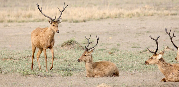 swamp-deer