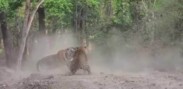 Kanha National Park Tiger Fighting