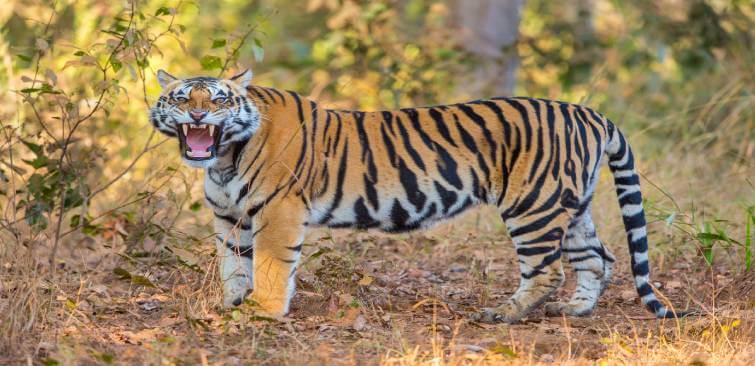 Landscape of Kanha National Park, Madhya Pradesh, India Stock Photo - Alamy