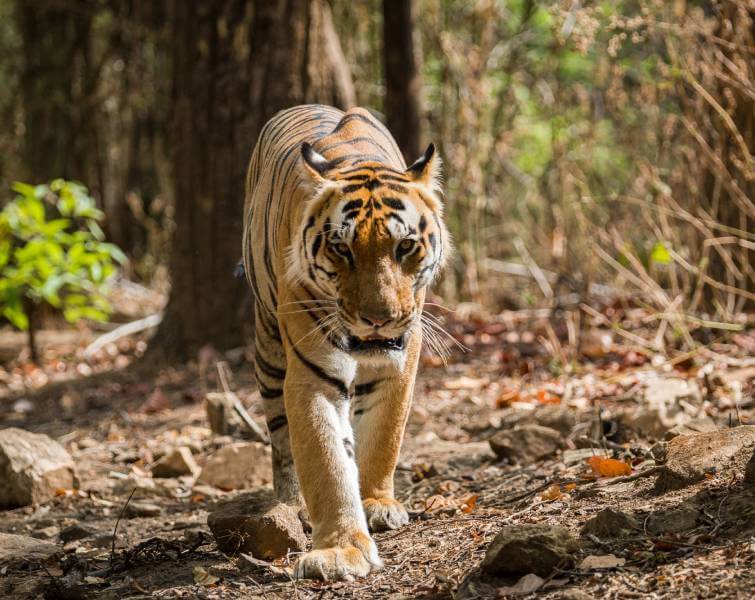 Kanha National Park Tiger