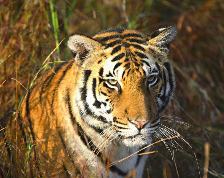 Kanha Park Tiger