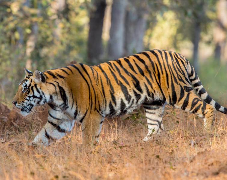Kanha Tiger Reserve