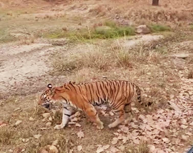 Kanha Tigress Spotted with Cubs