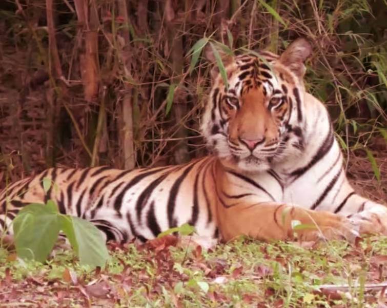 Kanha Tigress Neelam