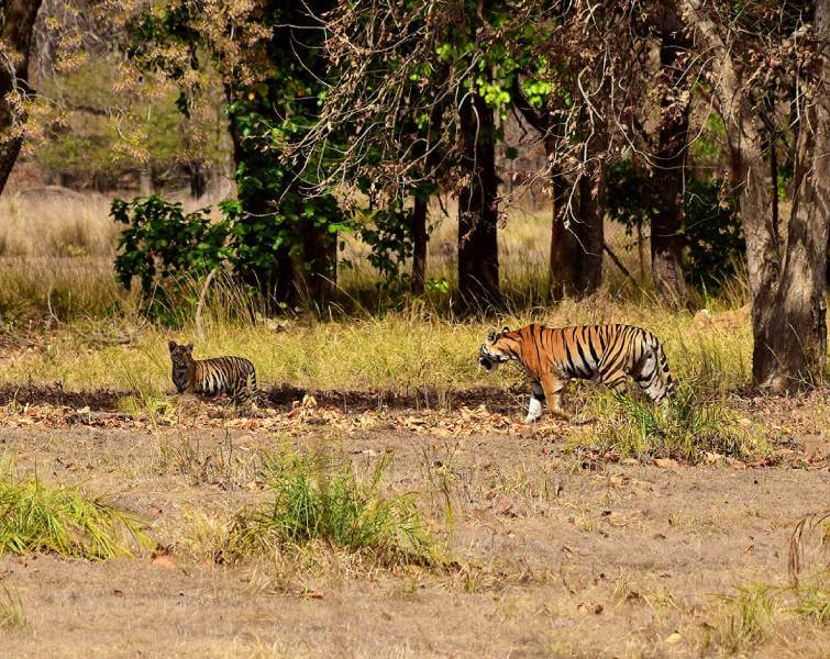 Neelam T-65 with Cubs