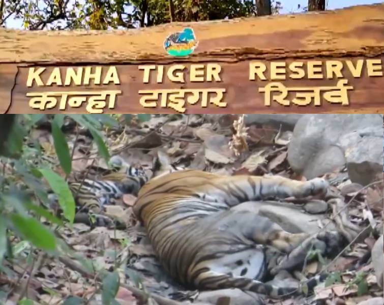 Tigress Neelima Gave Birth to a Little Cub in Kanha National Park