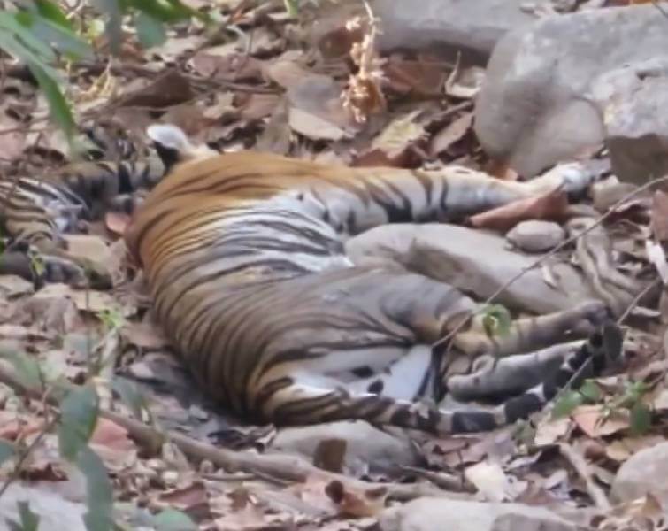 Tigress Neelima Gave Birth Cub