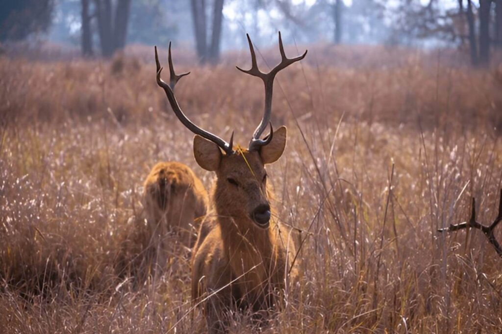 Barasingha Deer Kanha National Park