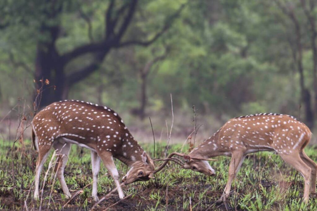Deer at Kanha Tiger Reserve