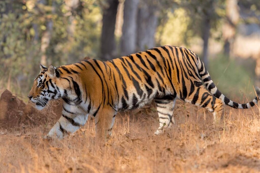 Kanha National Park