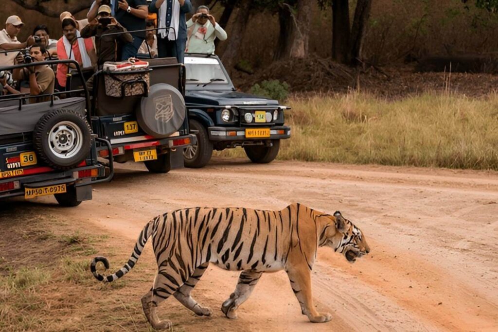 Kanha Tiger Reserve MP