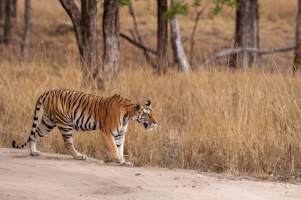 Kanha Tiger Reserve Madhya Pradesh