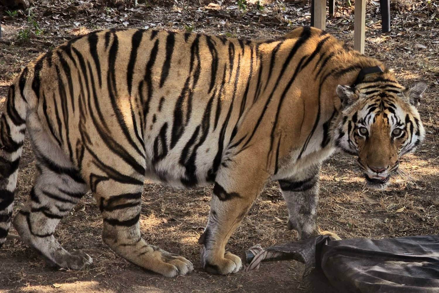 Kanha Tiger Reserve