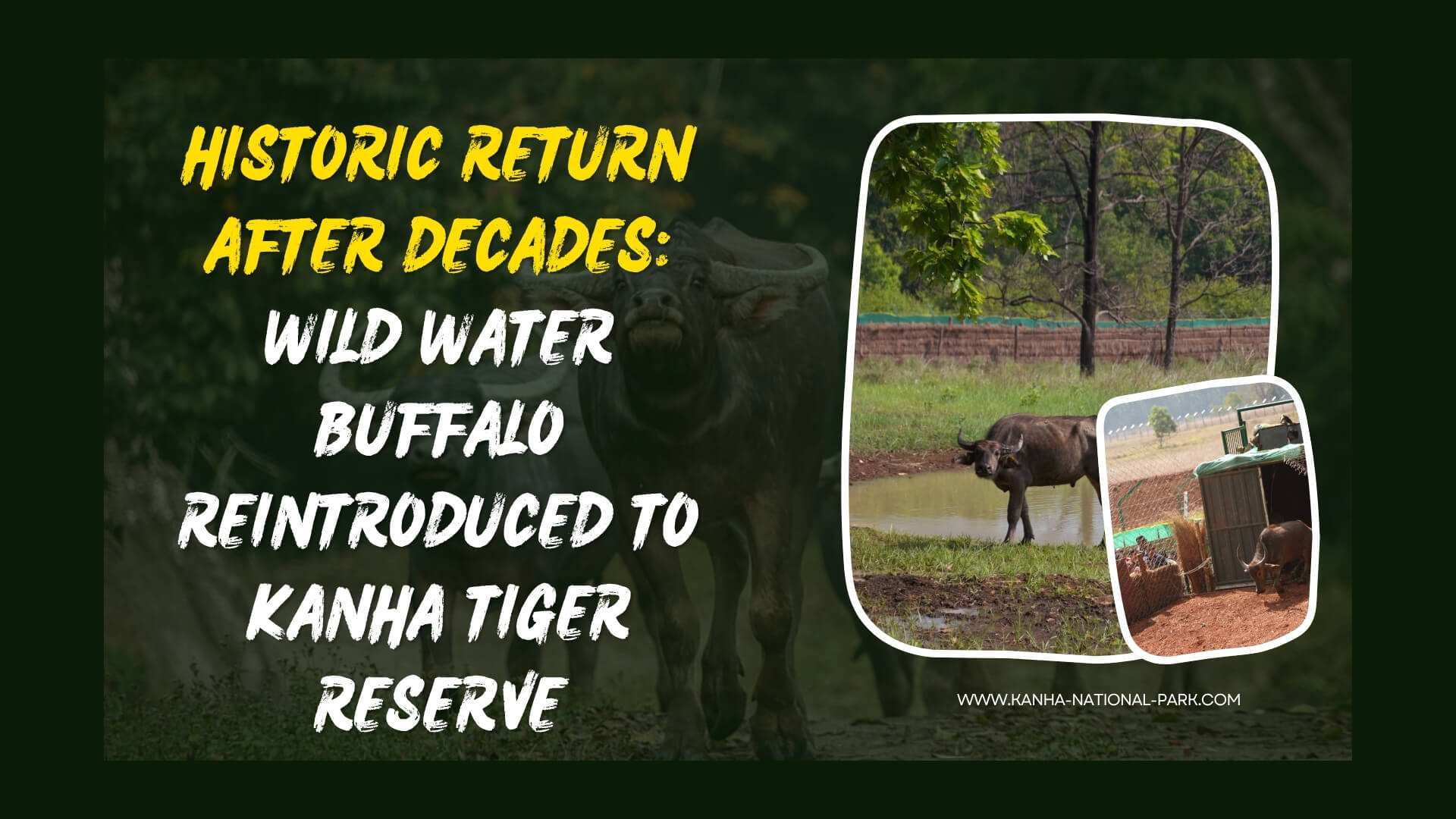 Wild Buffalos Retun Kanha National Park