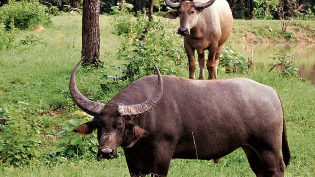 Wild Buffalos Translocated to Kanha Park