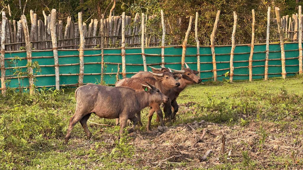 Wild Buffalos Translocated to Kanha Tiger Reserve MP