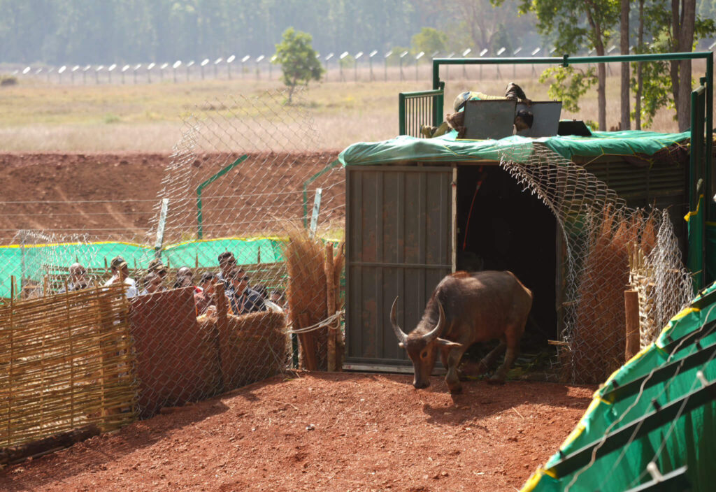 Wild Buffalos from Kaziranga to Kanha