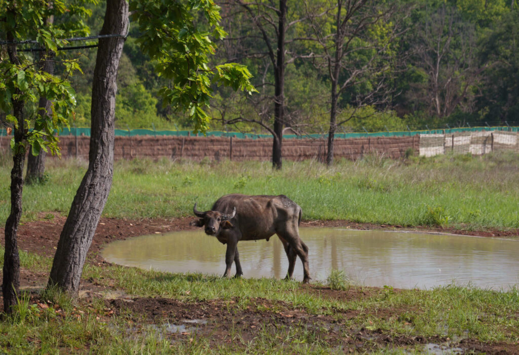 Wild Buffalos from Kaziranga to Kanha National Park