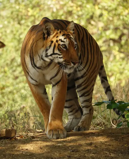 Tiger Reserves in India