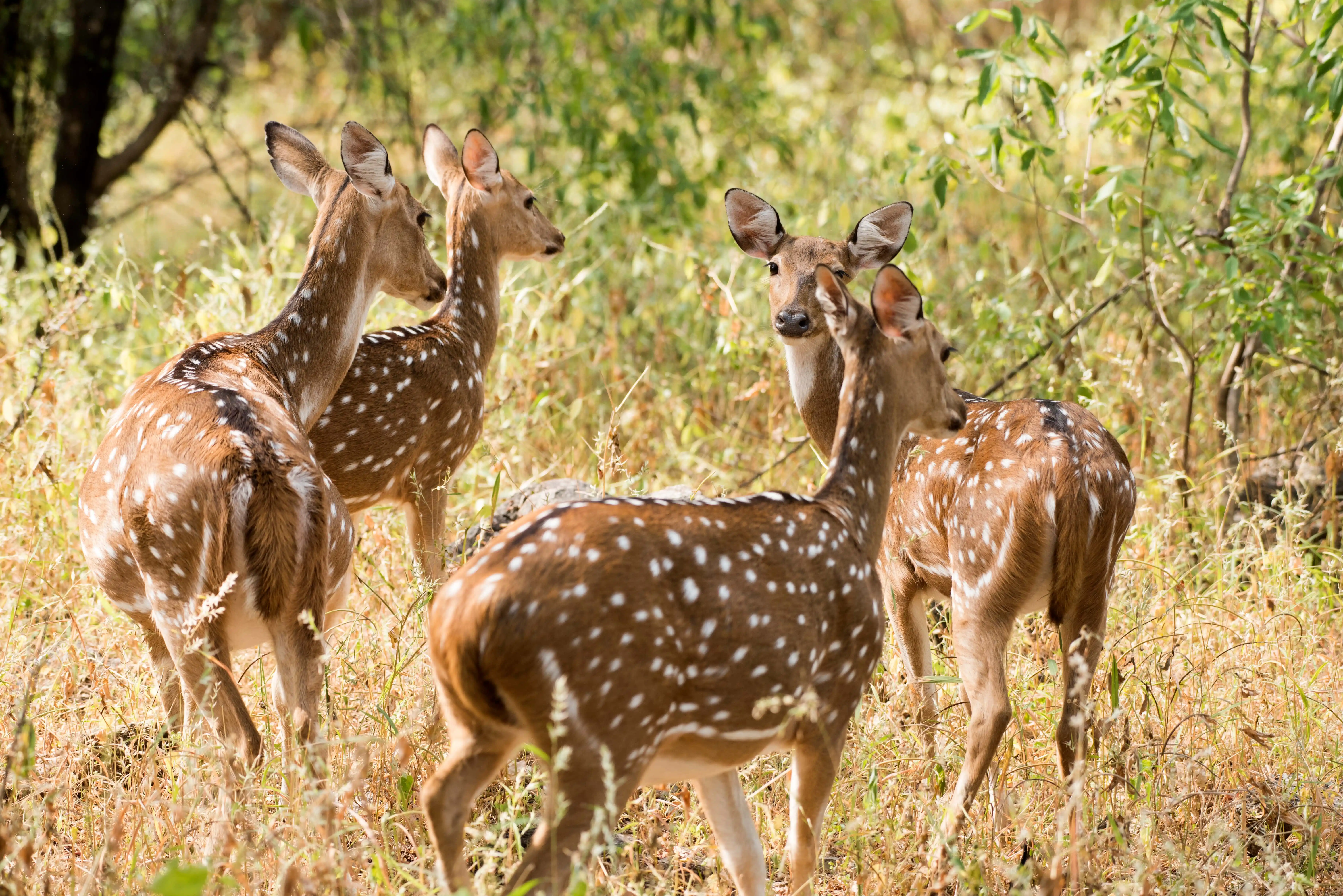Beauty of Madhya Pradesh