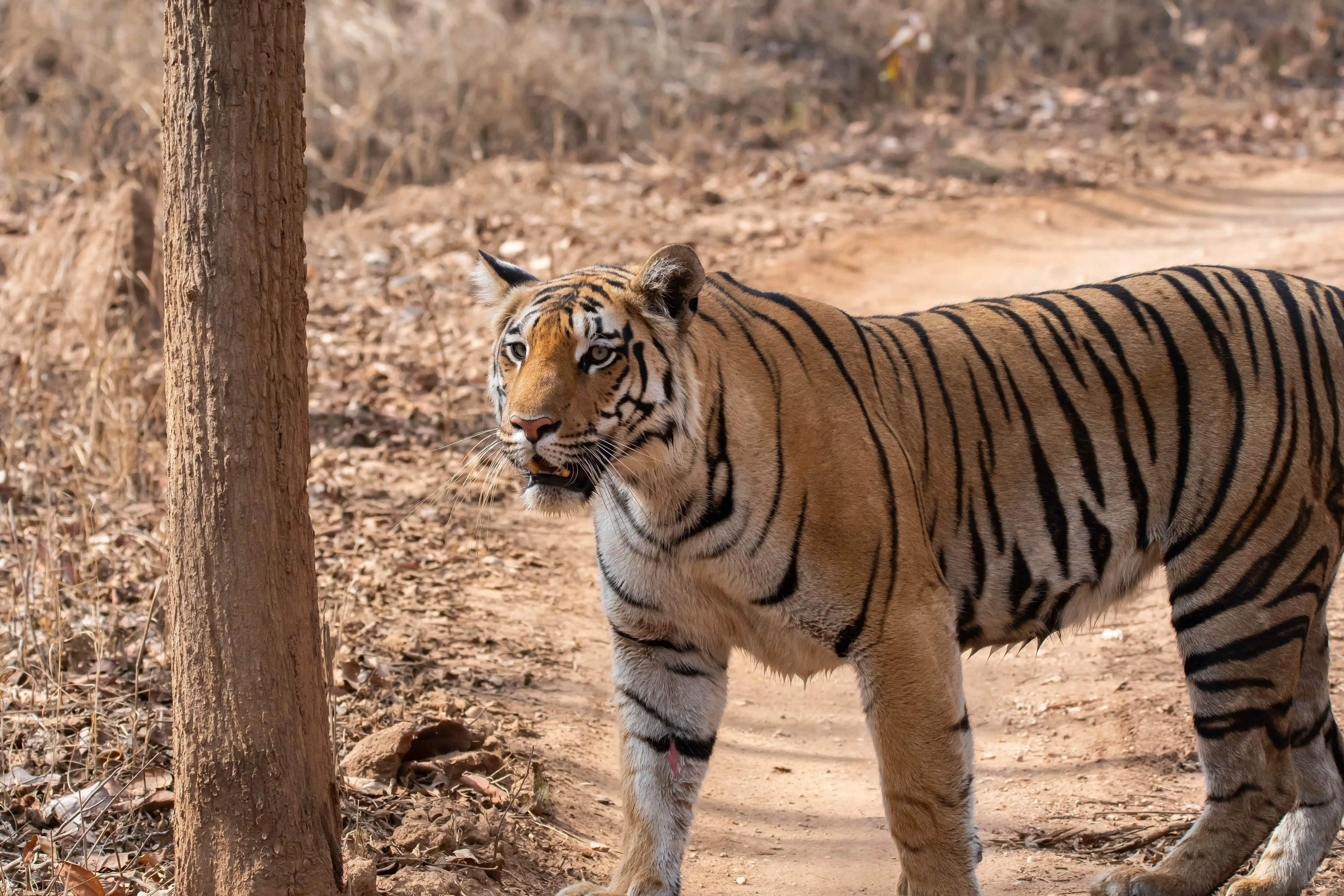 Bandhavgarh National Park