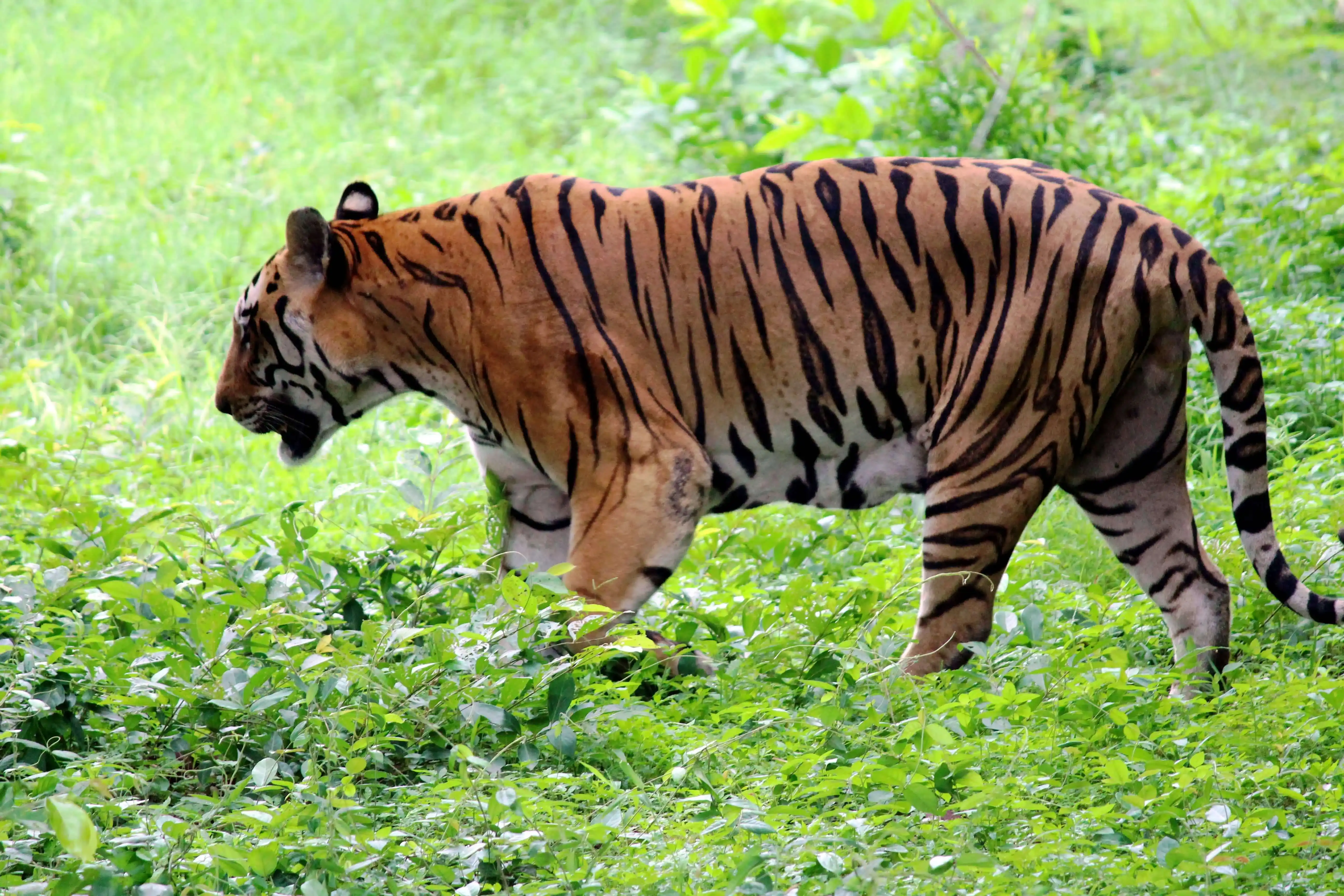 Bandhavgarh National Park