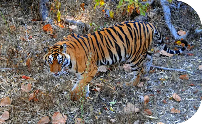 Bandhavgarh National Park