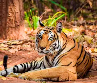Bandhavgarh National Park