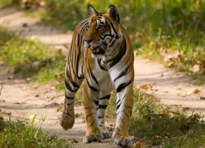 Best Time to Visit India National Parks