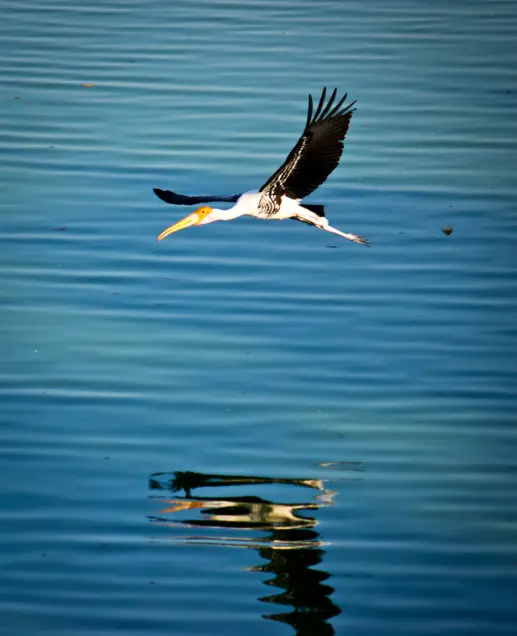 Bird Sanctuaries in India