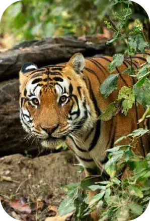 Climate and Weather Conditions of Kanha National Park