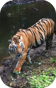 Climate and Weather Conditions of Kanha National Park