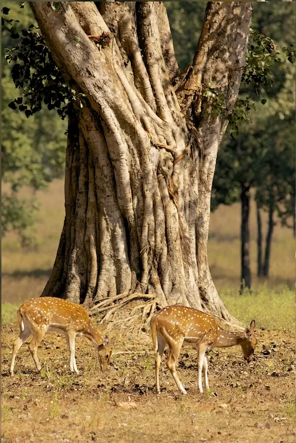 Best Time to Visit Kanha National Park