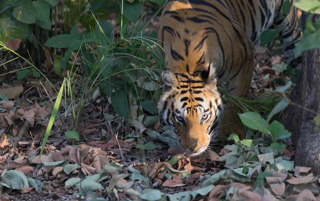 Best Time to Visit Kanha