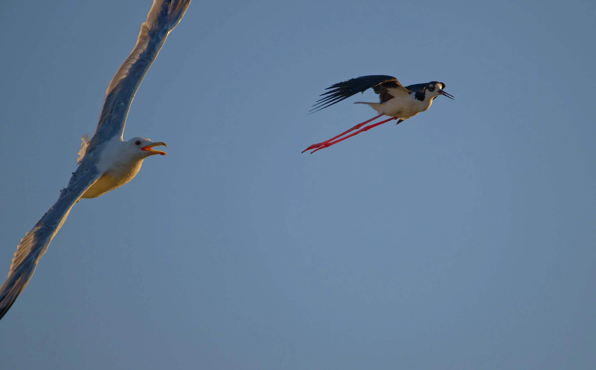 Bird Watching in Kanha 